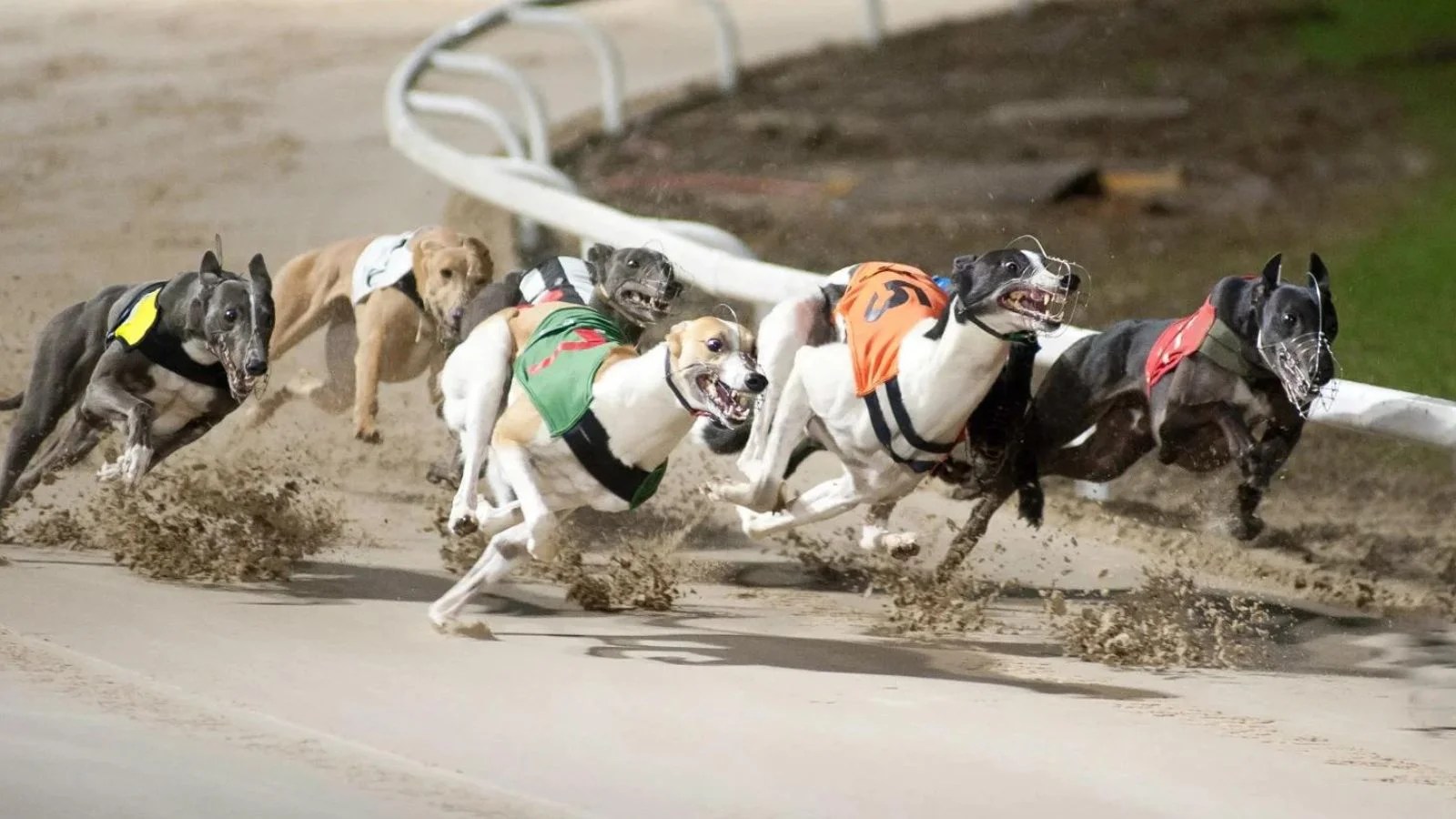 betting.bet Finding the Best Greyhound Betting Sites What to Look For